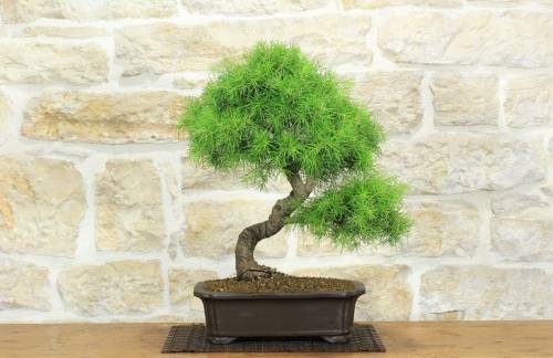 1 - Bonsai di Cedro (7)