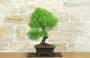 2 - Bonsai di Cedro (7)