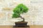 3 - Bonsai di Cedro (7)