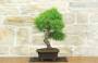 4 - Bonsai di Cedro (7)