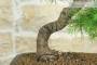 5 - Bonsai di Cedro (7)