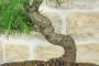 6 - Bonsai di Cedro (7)