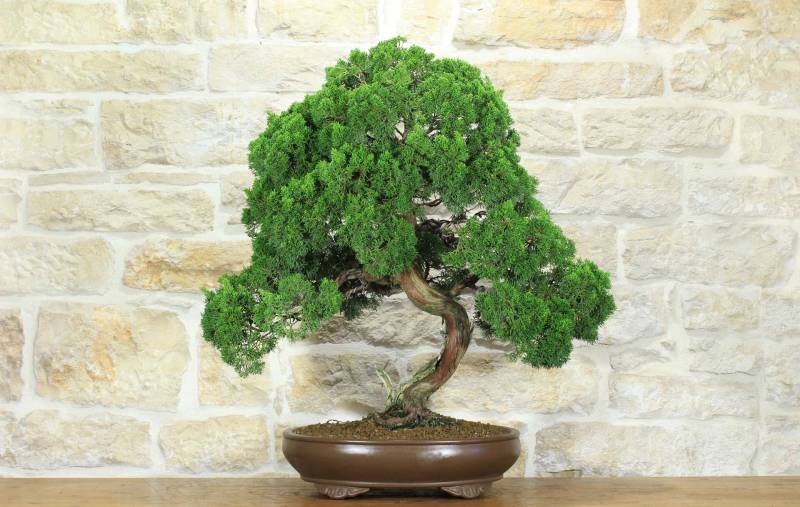 1 - Bonsai di Ginepro Kishu (127)