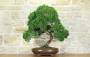 1 - Bonsai di Ginepro Kishu (127)