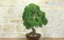 2 - Bonsai di Ginepro Kishu (127)