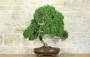 3 - Bonsai di Ginepro Kishu (127)