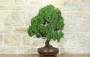 4 - Bonsai di Ginepro Kishu (127)