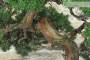 6 - Bonsai di Ginepro Kishu (127)