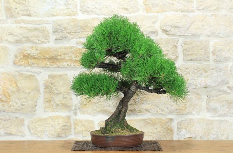 1 - Bonsai di Pino Nero Thunbergii (83)