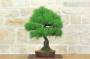 2 - Bonsai di Pino Nero Thunbergii (83)