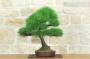 3 - Bonsai di Pino Nero Thunbergii (83)