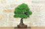 4 - Bonsai di Pino Nero Thunbergii (83)