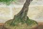 5 - Bonsai di Pino Nero Thunbergii (83)