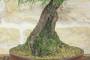 6 - Bonsai di Pino Nero Thunbergii (83)