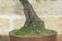7 - Bonsai di Pino Nero Thunbergii (83)