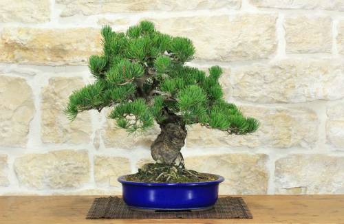 1 - Bonsai di Pino Pentaphilla (60)