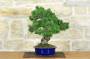 2 - Bonsai di Pino Pentaphilla (60)