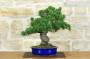 3 - Bonsai di Pino Pentaphilla (60)