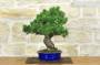 4 - Bonsai di Pino Pentaphilla (60)