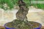 5 - Bonsai di Pino Pentaphilla (60)