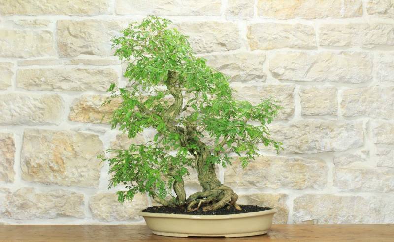 1 - Bonsai di Sesbania (7)