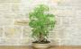 2 - Bonsai di Sesbania (7)