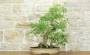 3 - Bonsai di Sesbania (7)