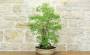 4 - Bonsai di Sesbania (7)