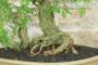 5 - Bonsai di Sesbania (7)