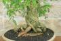 6 - Bonsai di Sesbania (7)
