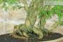 7 - Bonsai di Sesbania (7)