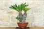 1 - Bonsai Cycas Revoluta (22)