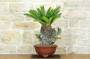 2 - Bonsai Cycas Revoluta (22)