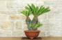 3 - Bonsai Cycas Revoluta (22)
