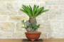 4 - Bonsai Cycas Revoluta (22)
