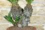 5 - Bonsai Cycas Revoluta (22)