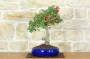 1 - Bonsai di Biancospino (32)