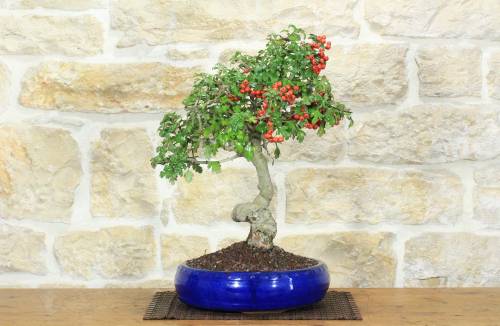 1 - Bonsai di Biancospino (32)