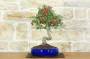 2 - Bonsai di Biancospino (32)