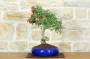 3 - Bonsai di Biancospino (32)