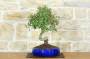 4 - Bonsai di Biancospino (32)