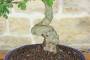 5 - Bonsai di Biancospino (32)