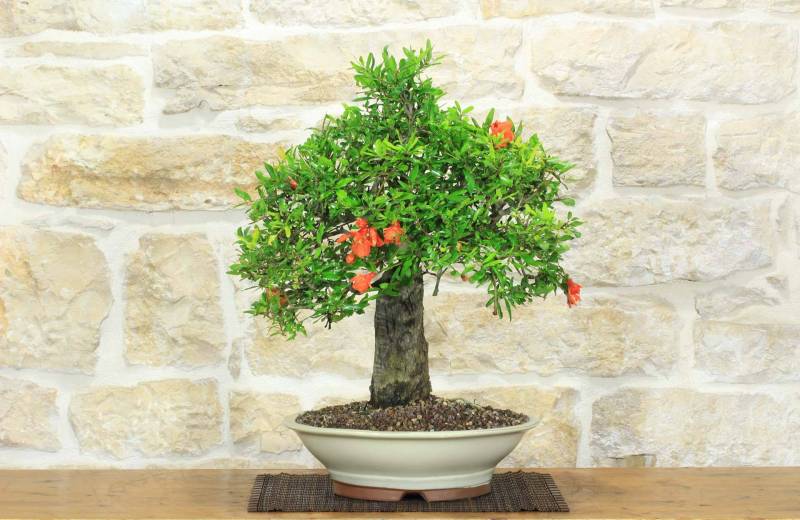 Bonsai di Melograno (149)