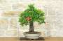 Bonsai di Melograno (149)