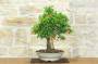 3 - Bonsai di Melograno (149)