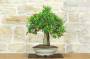 4 - Bonsai di Melograno (149)