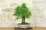5 - Bonsai di Melograno (149)