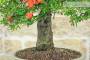 6 - Bonsai di Melograno (149)