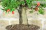 7 - Bonsai di Melograno (149)