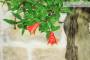 8 - Bonsai di Melograno (149)